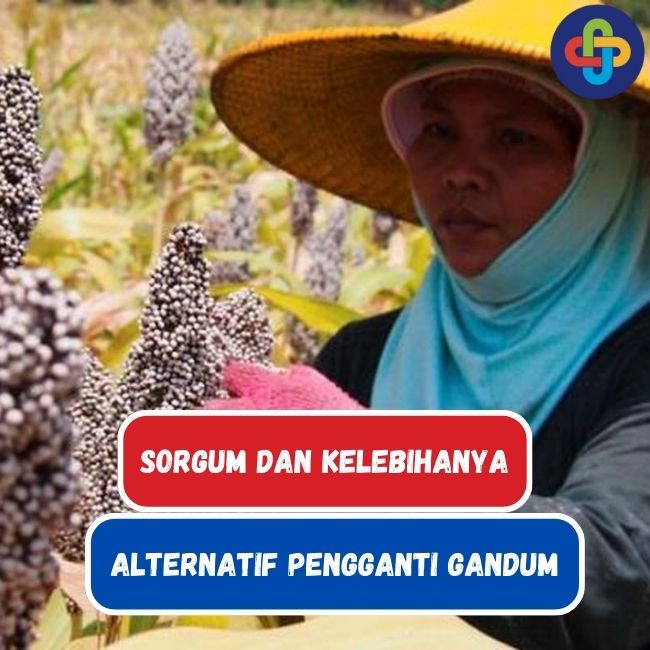 Sorgum: Alternatif Pengganti Gandum dan 5 Kelebihannya